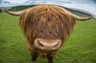 Great Britain-Scotland Close-up of highland cow Art Print